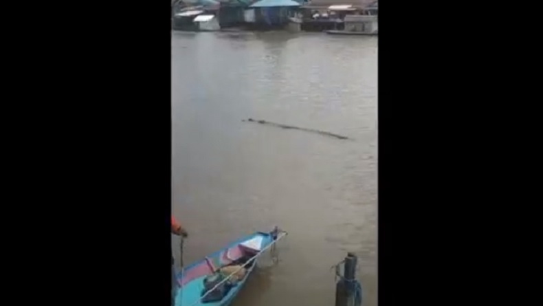 Mengerikan, Buaya Sambil Gigit Tubuh Bocah Muncul di Permukaan Sungai Arut Terekam Kamera
