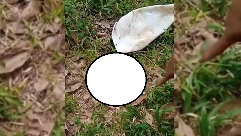 Tragis, Jasad Bayi Ditemukan Tidak Utuh Usai Dicabik-cabik Anjing di Perkebunan Karet