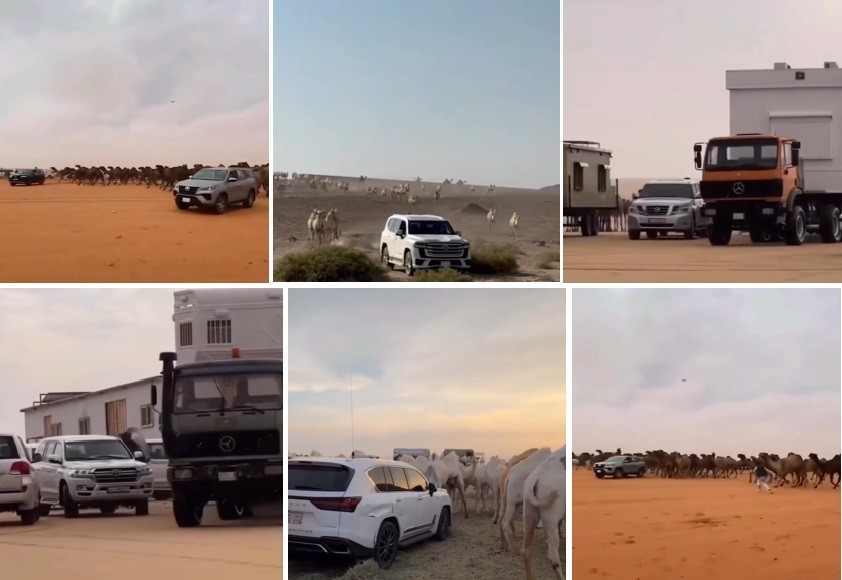 Viral Lexus dan Fortuner di Arab Dipakai Ngembala Unta, Netizen: Di Sini Penguasa Jalanan