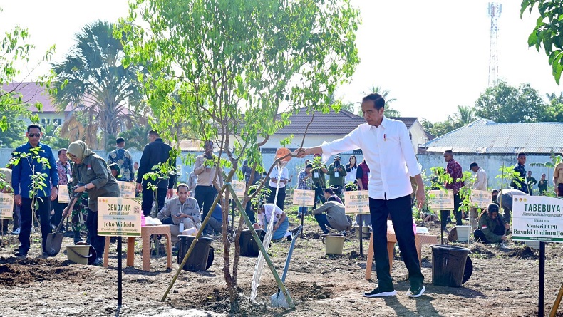 Presiden Jokowi Tanam Pohon Cendana, Lestarikan Tanaman Endemik NTT