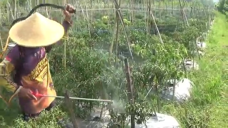 Harga di Pasaran Meroket, Petani Purwakarta Semringah Cabai Dibeli Bandar 2 Kali Lipat 