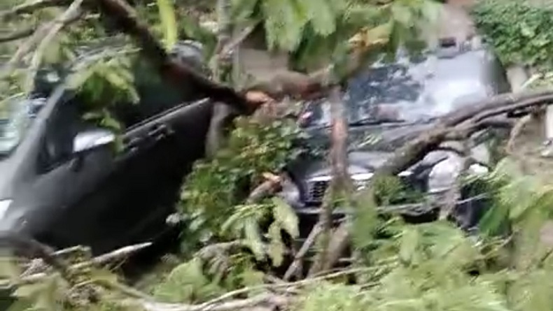 Hujan Angin di Serpong, Pohon Tumbang Timpa 3 Mobil Pengunjung Wisata