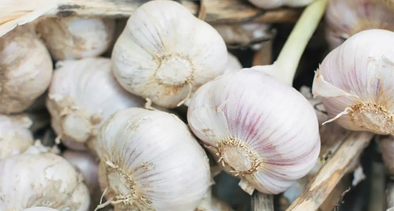 Lagi Tren Rendam Bawang Putih dengan Madu, Apa Khasiatnya?
