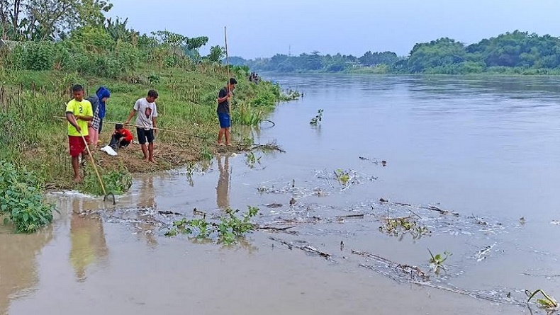 Heboh Fenomena Pladu di Sungai Bengawan Solo, Warga Bojonegoro Panen Ikan Mabuk