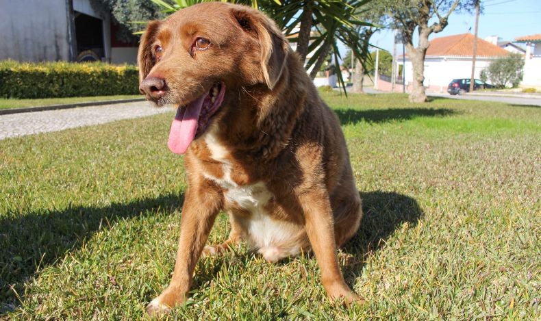 Gelar Anjing Tertua di Dunia untuk Bobi Dicabut Guinness World Records, Ada Apa?