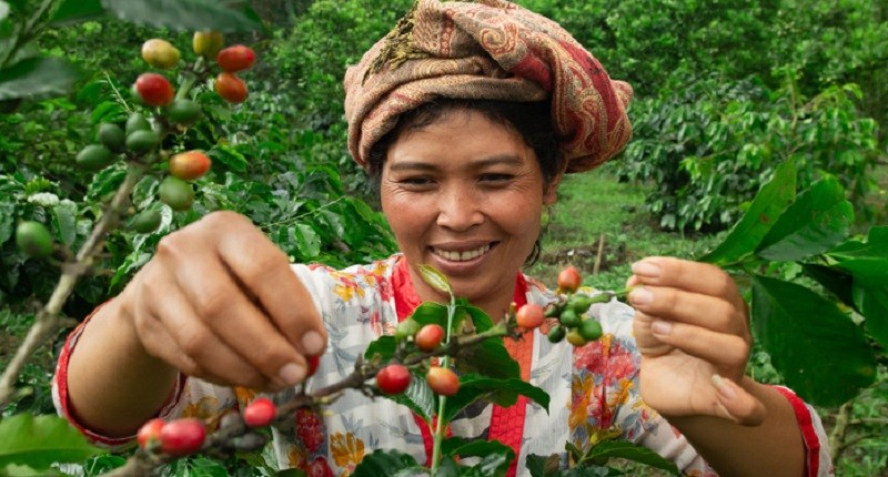 Menikmati Kopi Kintamani dengan Cita Rasa Unik Diracik World Barista Champion