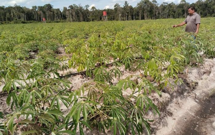Kementan Sebut Food Estate di Kalteng Sudah Panen Jagung-Padi 
