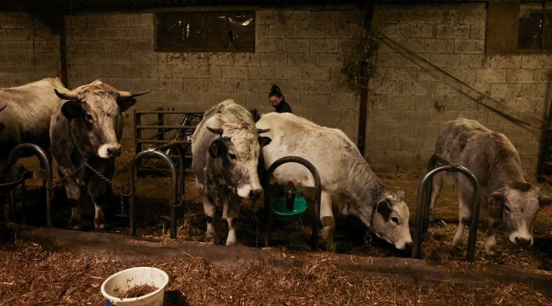 RI Mau Impor Sapi Bakalan dari Australia, Guru Besar IPB Minta Kemendag Tak Buru-buru Terbitkan Izin