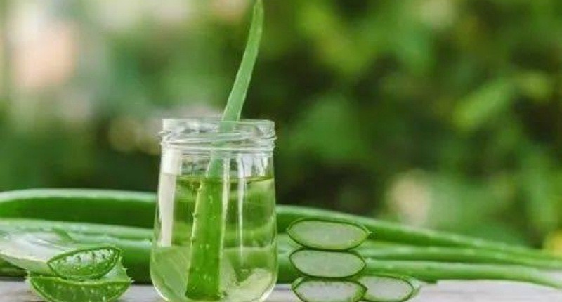 Cara Mengolah Lidah Buaya untuk Asam Lambung, Nikmat Jadi Minuman Kesehatan 