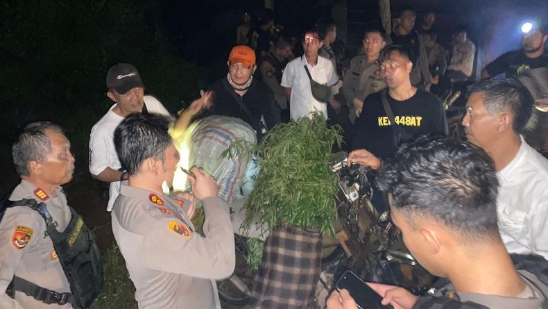 Kapolres Empat Lawang Jalan Kaki 9 Jam Temukan Ladang Ganja 2 Hektare di Kebun Kopi