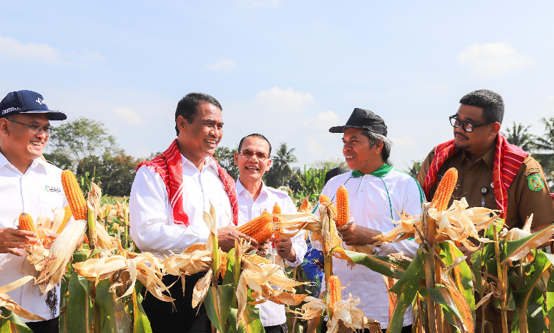 Panen dan Tanam Jagung di Medan, Mentan Amran Optimistis Hentikan Impor