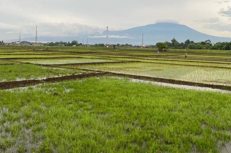 Gagas Program AUTP, Mentan Amran Harap Petani Tahu Manfaat dan Cara Daftarnya