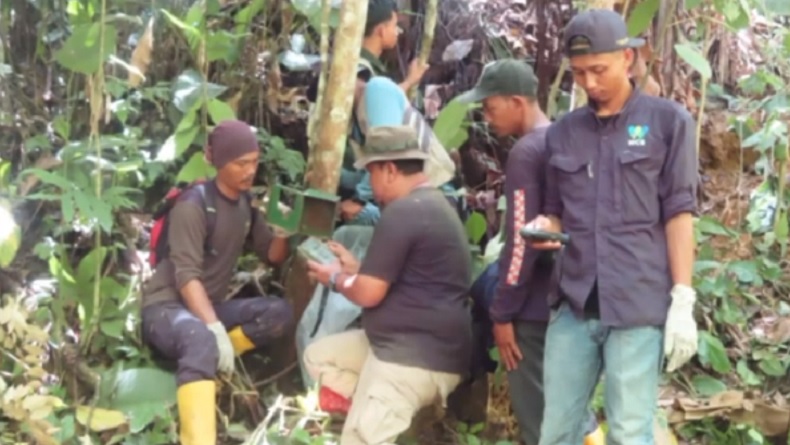 Warga Lampung Barat Tewas Diterkam Harimau, Banyak Bekas Cakaran dan Gigitan