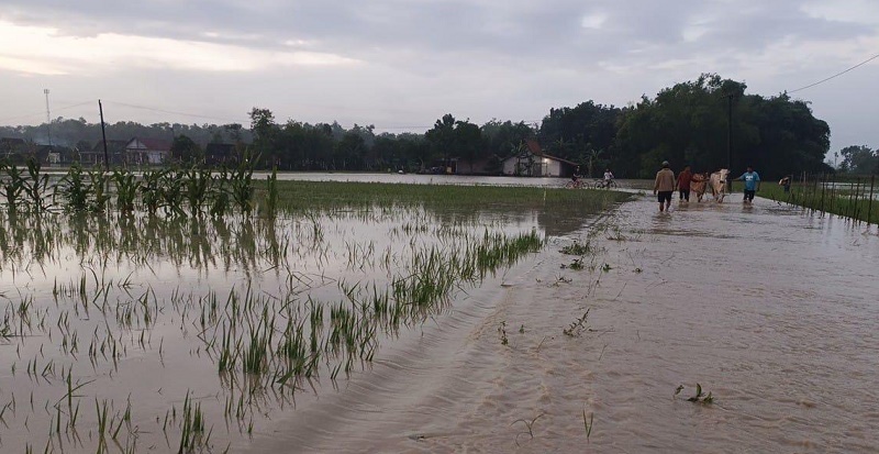 Kementan Siap Lakukan Mitigasi Bencana Banjir di Lahan Pertanian Grobogan