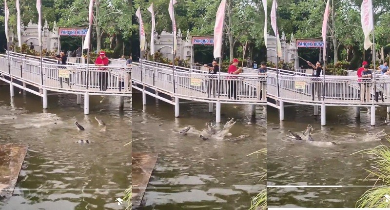 Viral, Kota Batu Punya Tempat Mancing Berisi Buaya, Netizen: Pas Dapat Panik!