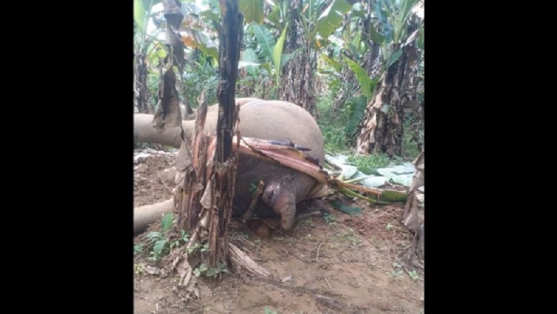 Miris, Gajah Jantan Ditemukan Mati di Kebun Pisang Warga Pidie Jaya