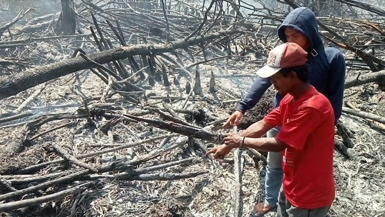 Polisi Tangkap Petani di Rokan Hilir, Bakar Lahan untuk Ditanami Sawit