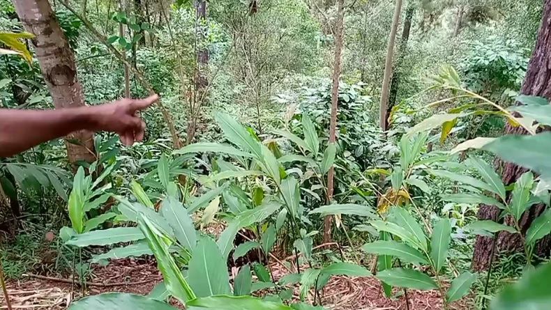 Longsor di Banyumas, Seorang Ibu Tewas Mengenaskan Tertimpa Batu Besar