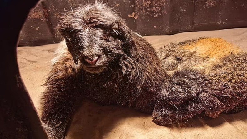 China Sukses Kloning Sepasang Kambing Tibet, Ini Teknik yang Digunakan 