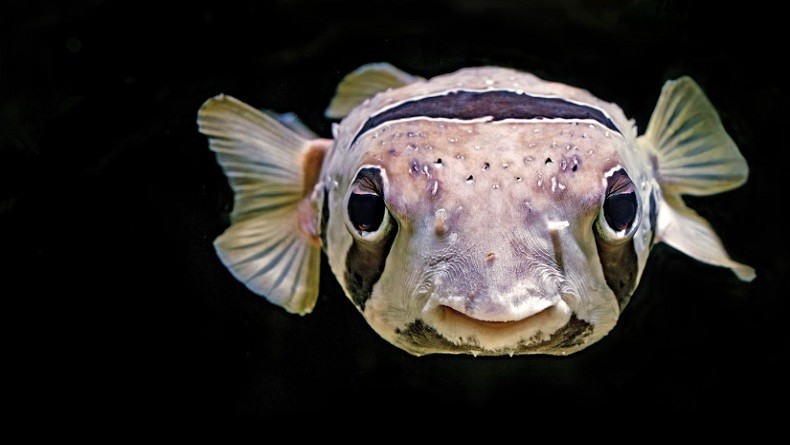 Mengenal Ikan Buntal, yang Sebabkan Ibu dan Anak di Maluku Tewas Usai Mengonsumsinya