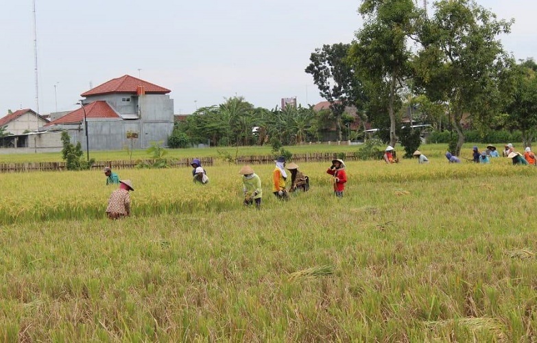 Masuk Musim Panen, Harga Gabah dan Beras Mulai Turun di Berbagai Wilayah 
