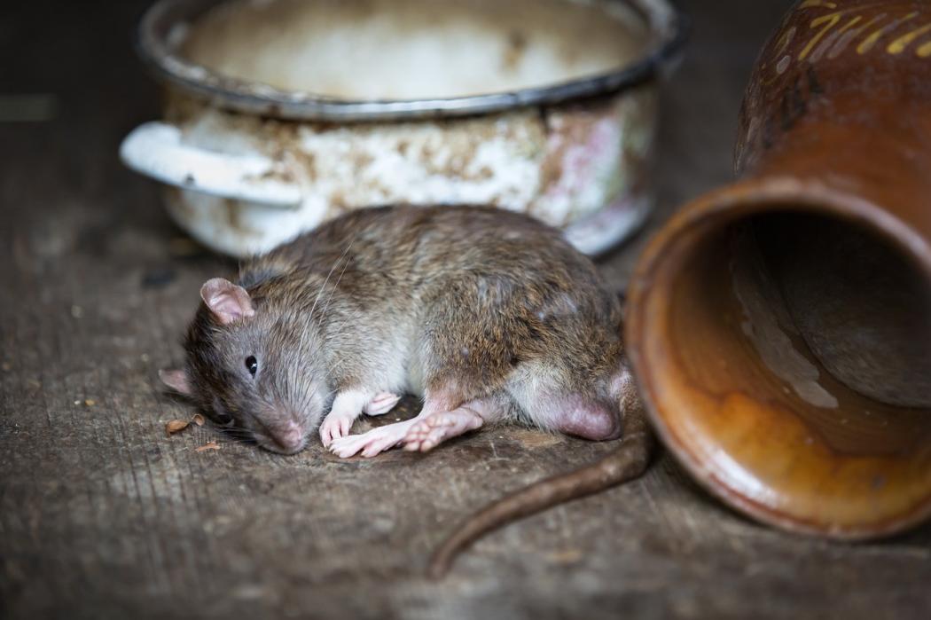 Heboh! Gerombolan Tikus Lahap Ganja di Kantor Polisi, Semuanya pada Mabuk