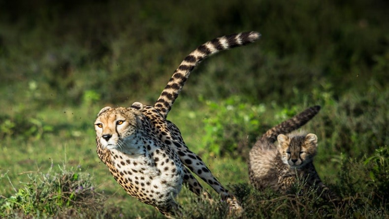 Tercepat di Dunia, Ini Alasan Cheetah Mampu Berlari Kencang