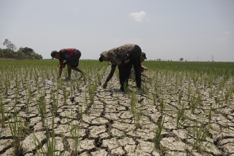 Cuaca Ekstrem, BPS Peringatkan Potensi Gagal Panen di Akhir 2025