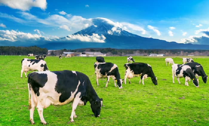 Jelang Lebaran, 2.350 Sapi Hidup Impor dari Australia Mau Masuk RI 