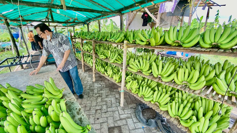 Cerita Petani Pisang Cavendish di Pasuruan, Sulap Lahan Nonproduktif Jadi Usaha Berkembang