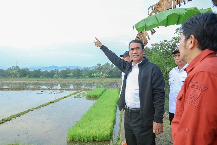 Mentan Sebut Sulawesi Barat Bakal Jadi Pemasok Bahan Pangan IKN