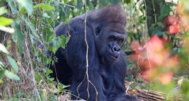 Masih Ingat Gorila Viral di Ragunan? Sebentar Lagi Akan Rayakan Ultah Ke-27, Lho!