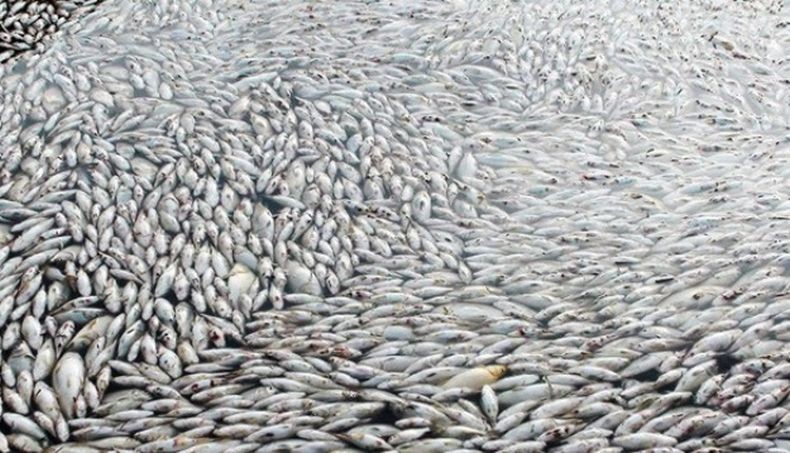 Duh, Ratusan Ribu Ikan di Waduk Vietnam Mati akibat Gelombang Panas