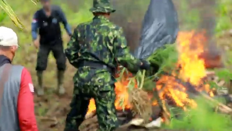 BNN Kota Lhokseumawe Temukan 3 Hektare Ladang Ganja, Ribuan Batang Tanaman Dimusnahkan 