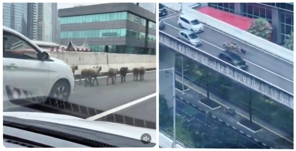 Viral Gerombolan Kambing Berkeliaran di Jalan Layang Kasablanka Kuningan hingga Bikin Macet