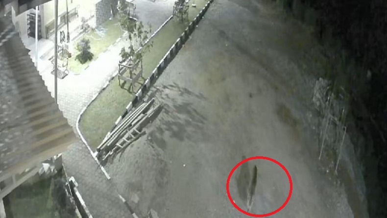 Terekam CCTV, Harimau Sumatra Masuk Halaman Masjid di Solok