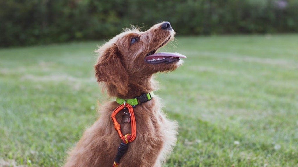 Cara Melatih Anjing Tanpa Kekerasan, Pawrent Perlu Perhatikan Ini!