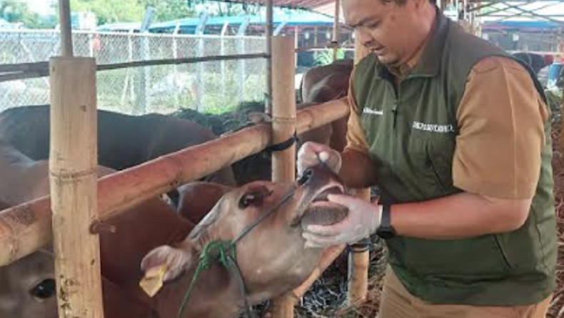 Pemkot Depok Temukan Ada Hewan Kurban Belum Cukup Umur hingga Kena PMK