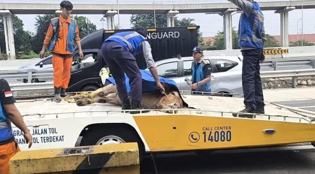 Heboh Sapi Kabur ke Tol Jagorawi, Jasa Marga Terjunkan Tim hingga Mobil Derek
