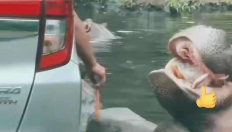 Viral Pengunjung Taman Safari Beri Makan Kuda Nil Sampah Plastik, Pengelola Geram