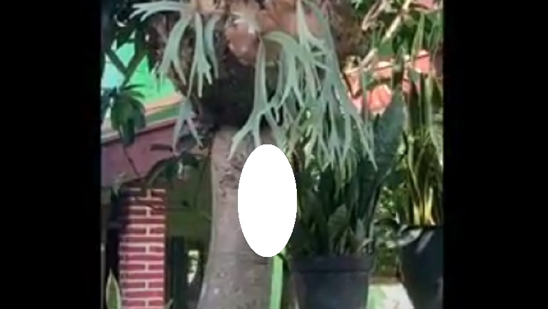 Viral Aksi Sadis di Malang Pria Memaku Kucing di Pohon, Polisi Turun Tangan