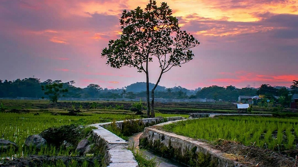 5 Desa di Cirebon yang Harus Dikunjungi Maksimal Sekali Seumur Hidup, Dikelilingi Sawah Bikin Tenang