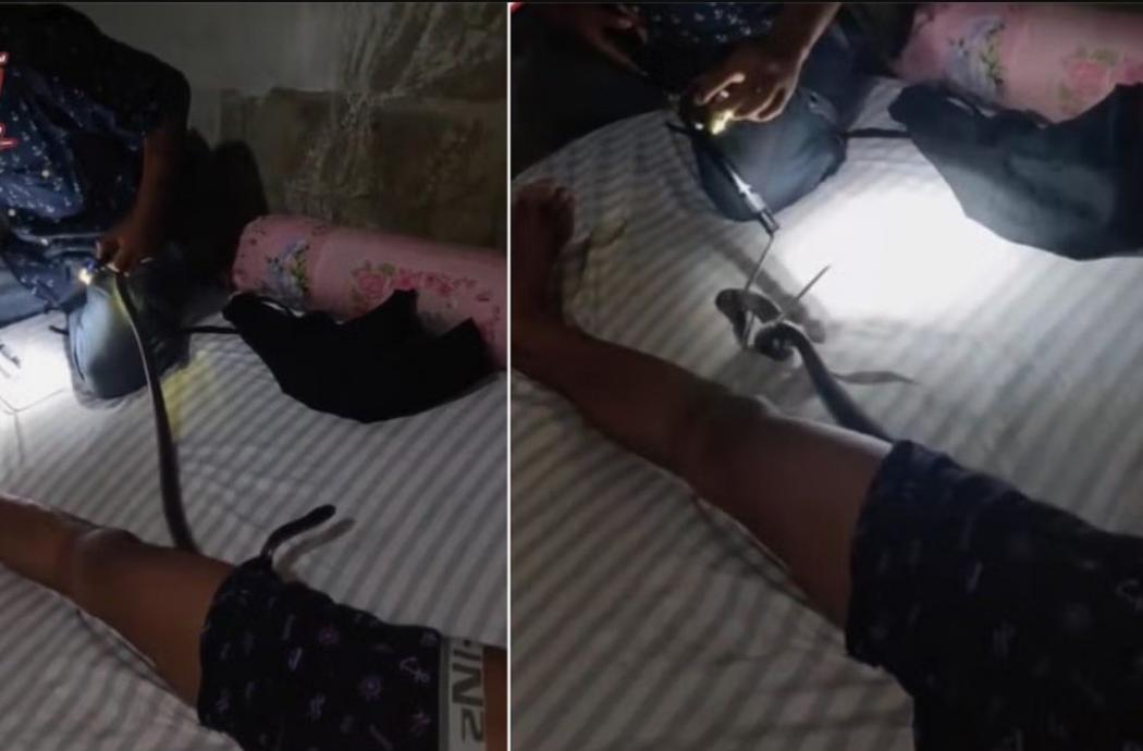 Viral, Evakuasi Ular Kobra dari Celana Dalam Pria yang Sedang Tidur, Netizen: Telurnya Mana?