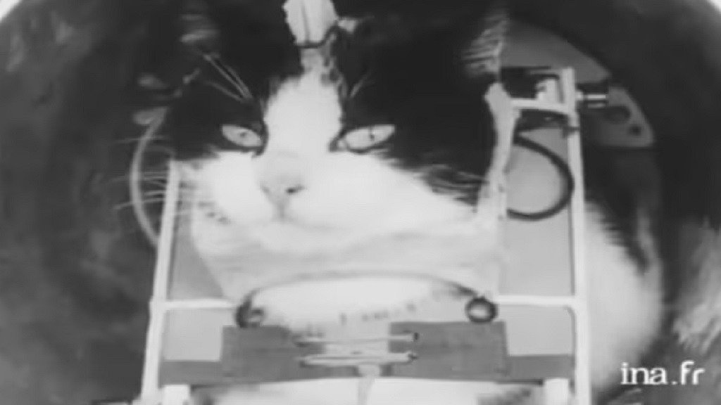 Mengenal Felicette, Kucing Pertama yang Pergi ke Luar Angkasa 