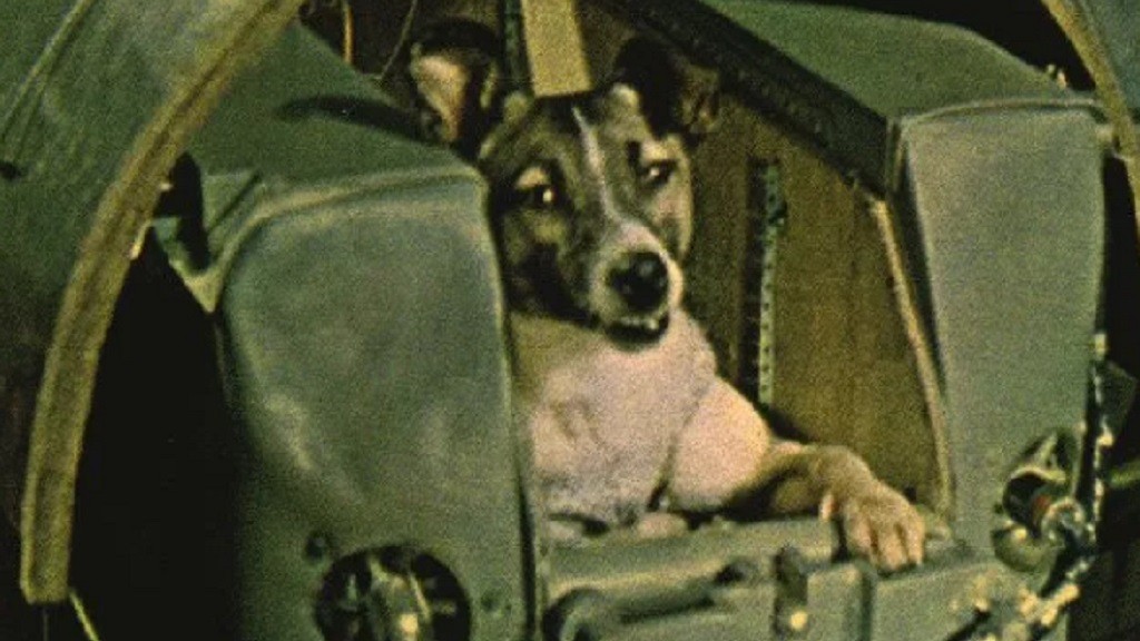 Kisah Sedih Laika, Anjing Pertama yang Dikirim ke Orbit Bumi
