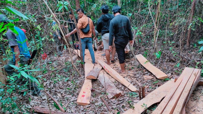 Polisi Tangkap Pelaku Pembalakan Liar di Tahura Bukit Menumbing Mentok