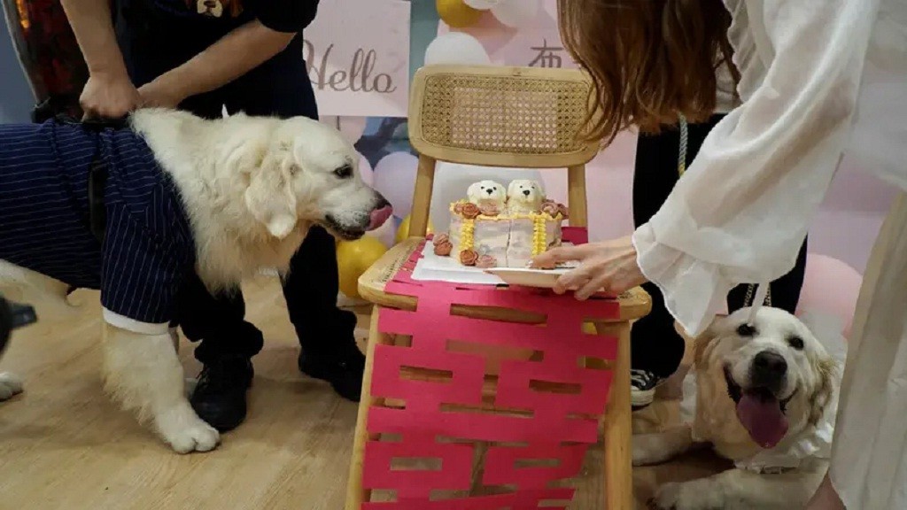 Marak Pernikahan Anjing di China, Tanda Kiamat?  