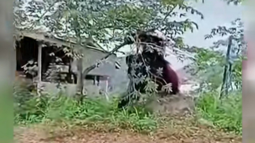 Viral Muncul Orang Utan Raksasa Setinggi Rumah di Tepi Jalan, Netizen: Hutannya Sudah Habis