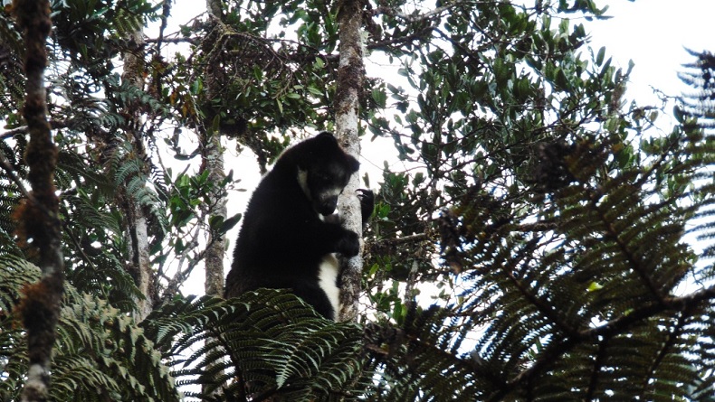 Mengenal Dingiso atau Bakaga, Binatang Sakral dan Langka dari Hutan Papua
