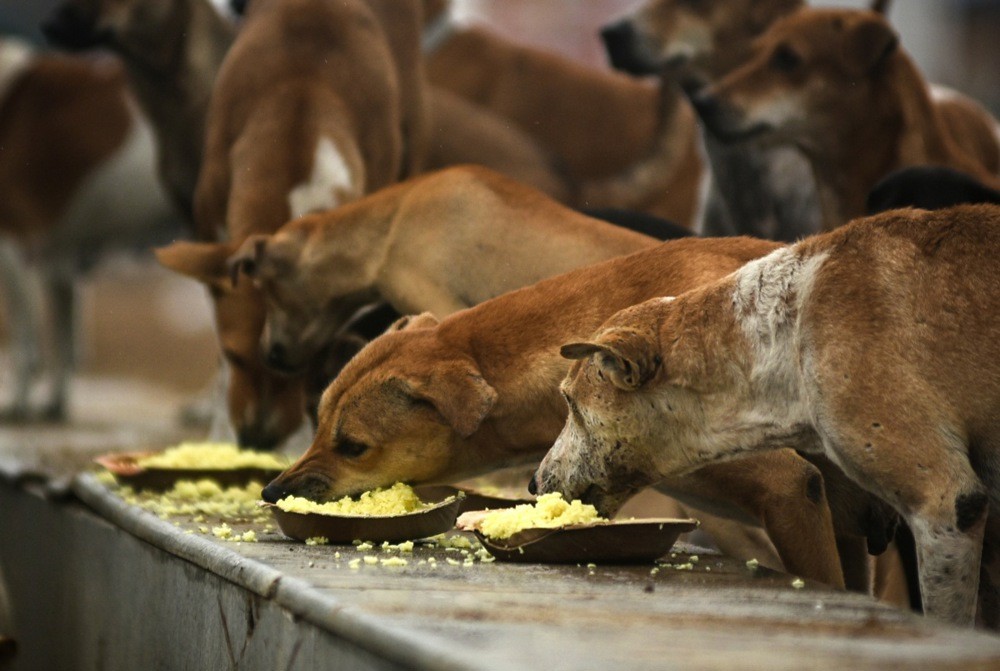 Anjing-Anjing Liar Bikin Pusing Erdogan